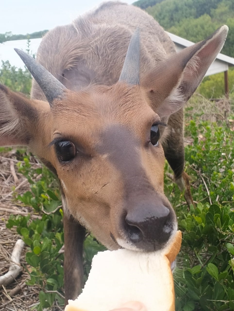 Commercial Property for Sale in Paradise Beach Eastern Cape